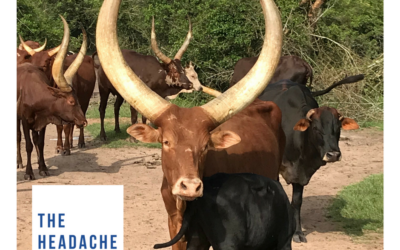 Holy Cow! 10 Facts About Headaches