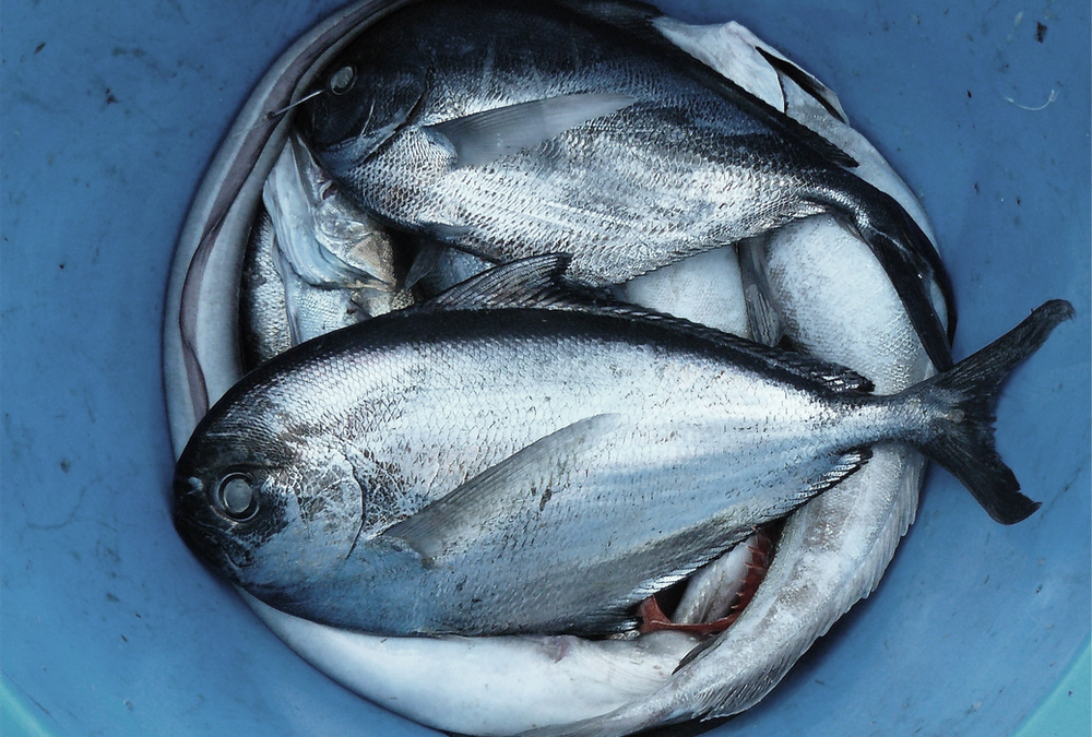 Electric Fish Shocks and Migraines