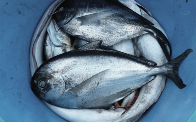 Electric Fish Shocks and Migraines