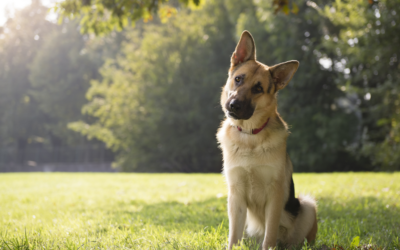 Understanding Head Tilt: The Impacts and Solutions